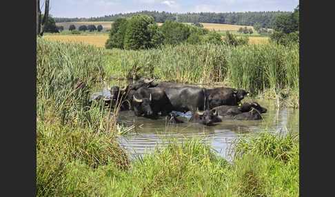 Wasserbüffel (Bubalus arnee)