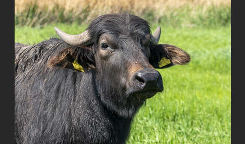 Wasserbüffel (Bubalus arnee)