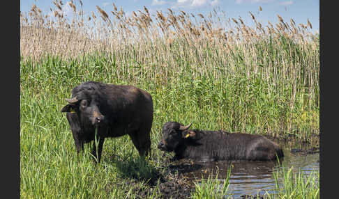 Wasserbüffel (Bubalus arnee)