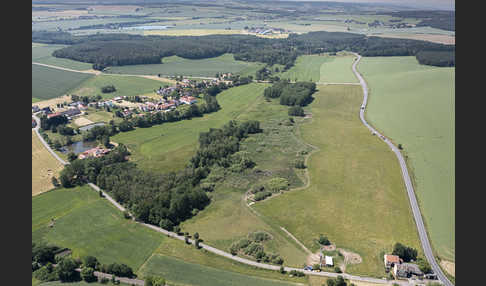 Wasserbüffel (Bubalus arnee)