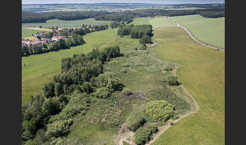 Wasserbüffel (Bubalus arnee)