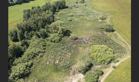 Wasserbüffel (Bubalus arnee)