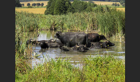 Wasserbüffel (Bubalus arnee)