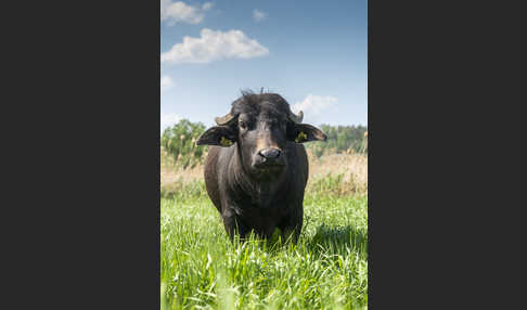 Wasserbüffel (Bubalus arnee)