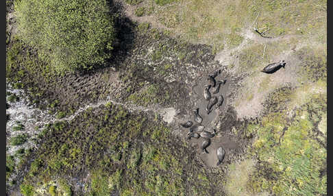 Wasserbüffel (Bubalus arnee)