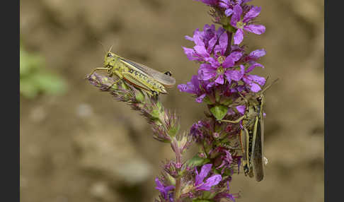 Sumpfschrecke (Stethophyma grossum)