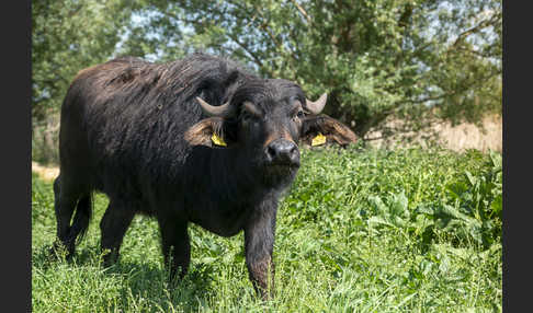 Wasserbüffel (Bubalus arnee)