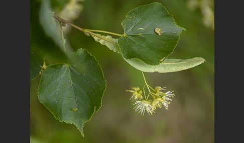 Winter-Linde (Tilia cordata)