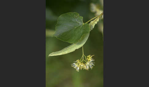 Winter-Linde (Tilia cordata)