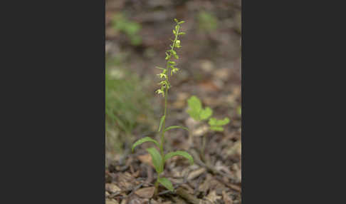 Müllers Stendelwurz (Epipactis muelleri)