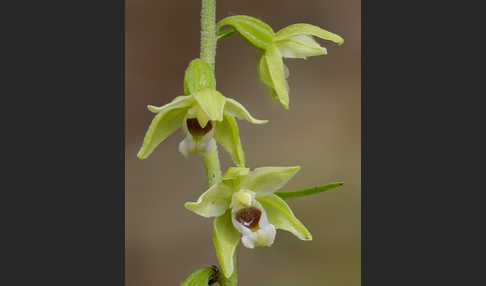 Müllers Stendelwurz (Epipactis muelleri)