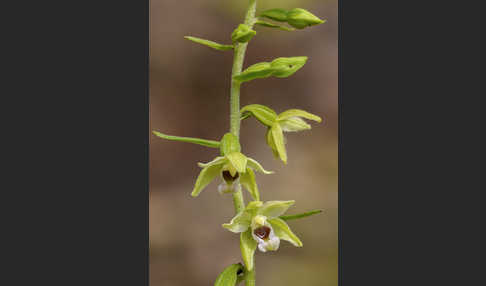 Müllers Stendelwurz (Epipactis muelleri)