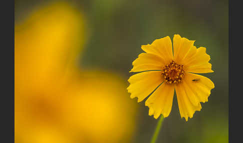 Gelbe Kosmee (Cosmos sulphureus)