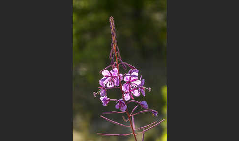 Schmalblättriges Weidenröschen (Epilobium angustifolium)