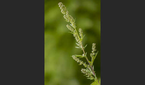 Gemeiner Beifuß (Artemisia vulgaris)