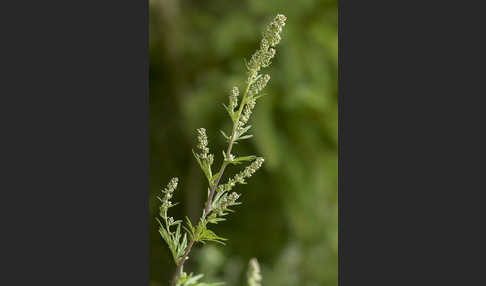 Gemeiner Beifuß (Artemisia vulgaris)