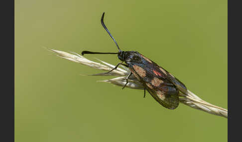 Klee-Widderchen (Zygaena trifolii)