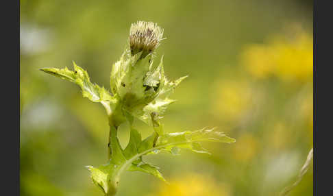 Kohl-Kratzdistel (Cirsium oleraceum)