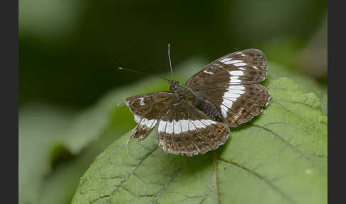 Kleiner Eisvogel (Limenitis camilla)