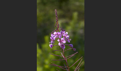 Schmalblättriges Weidenröschen (Epilobium angustifolium)