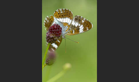 Kleiner Eisvogel (Limenitis camilla)