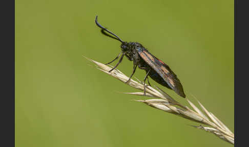 Klee-Widderchen (Zygaena trifolii)