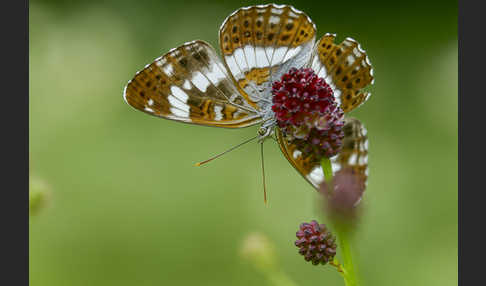 Kleiner Eisvogel (Limenitis camilla)