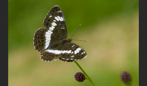 Kleiner Eisvogel (Limenitis camilla)