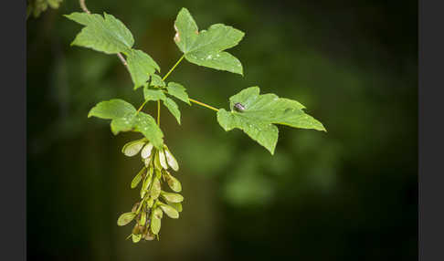 Berg-Ahorn (Acer pseudoplatanus)