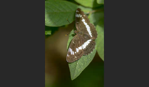 Kleiner Eisvogel (Limenitis camilla)