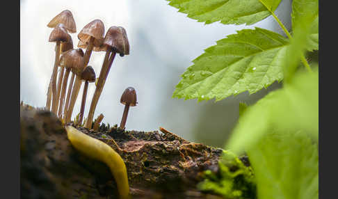 Lilaschneidiger Helmling (Mycena purpureofusca)