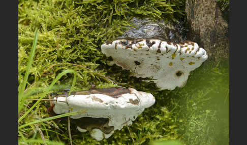 Glänzender Lackporling (Ganoderma lucidum)