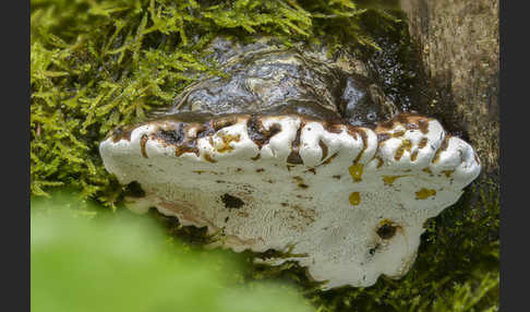 Glänzender Lackporling (Ganoderma lucidum)