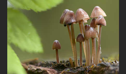 Lilaschneidiger Helmling (Mycena purpureofusca)