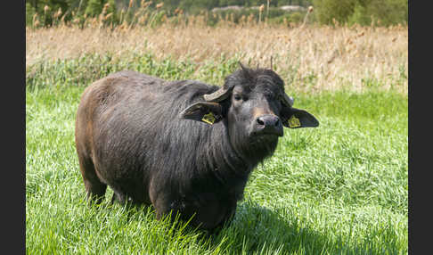 Wasserbüffel (Bubalus arnee)