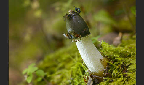 Gemeine Stinkmorchel (Phallus impudicus)