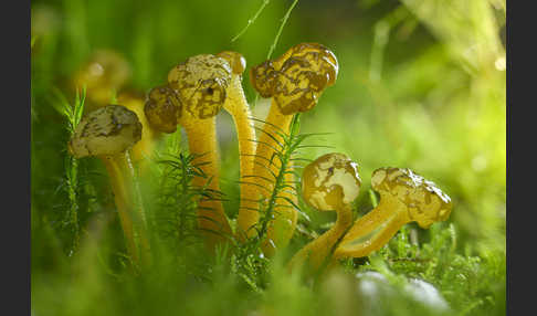 Grüngelbes Gallertkäppchen (Leotia lubrica)