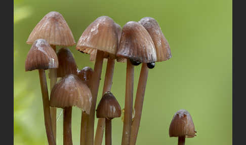 Lilaschneidiger Helmling (Mycena purpureofusca)