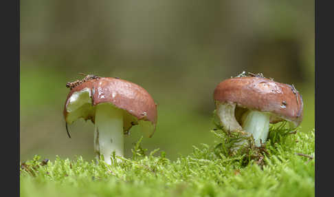 Weinroter Graustieltäubling (Russula vinosa)