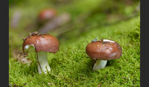 Weinroter Graustieltäubling (Russula vinosa)