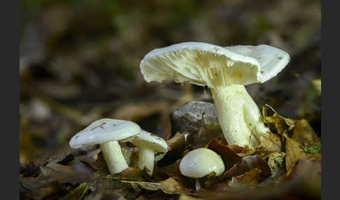 Gefleckter Rübling (Rhodocollybia maculata)