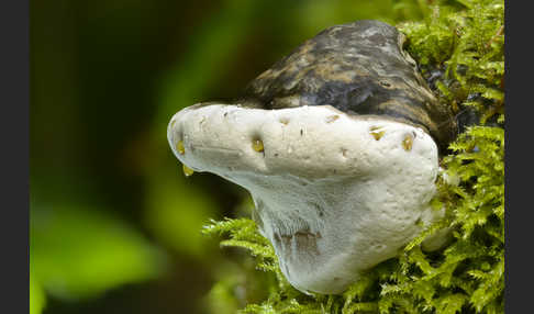 Glänzender Lackporling (Ganoderma lucidum)