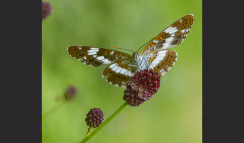 Kleiner Eisvogel (Limenitis camilla)