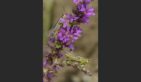 Sumpfschrecke (Stethophyma grossum)