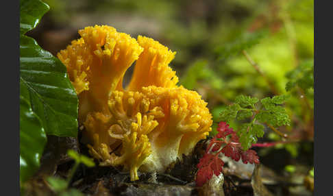 Gelbliche Koralle (Ramaria flavescens)