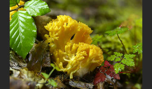 Gelbliche Koralle (Ramaria flavescens)