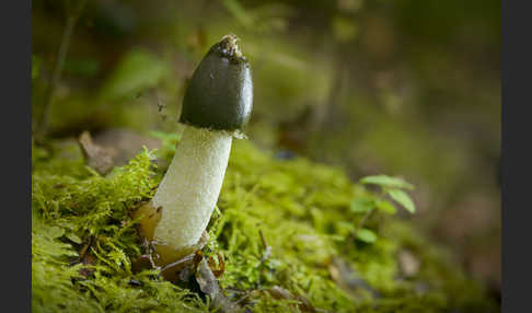 Gemeine Stinkmorchel (Phallus impudicus)