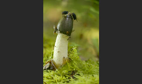Gemeine Stinkmorchel (Phallus impudicus)