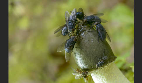 Gemeine Stinkmorchel (Phallus impudicus)