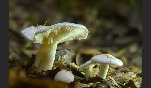 Gefleckter Rübling (Rhodocollybia maculata)